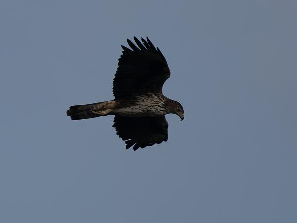 <h3><a href="/trips/oman/biota/animalia/chordata/aves/017 accipitriformes/004 accipitridae/aquila fasciata/aquila fasciata-nl.html">Aquila&nbsp;fasciata</a> / Bonelli's&nbsp;eagle / Havikarend</h3>OM-1 Mark II met OLYMPUS M.150-400mm F4.5, 1/2000 sec  bij F4.5, ISO 200, afstand 103&nbsp;m